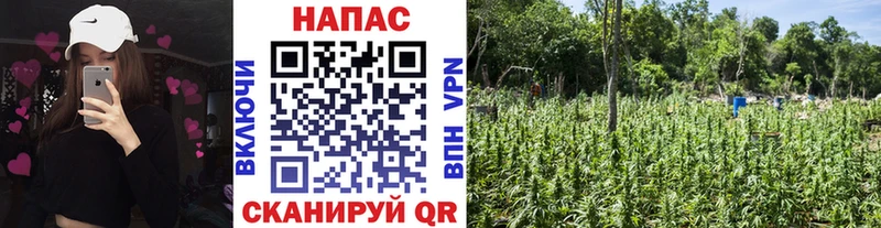 Конопля план Духовщина